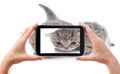 Photography funny kittens