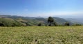 a photography of a grassy field with a lone tree in the distance, valley with green grass and trees on a sunny day Royalty Free Stock Photo