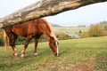 grazing brown horse Royalty Free Stock Photo