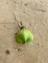 a photography of a green apple laying on the ground, figurine on the ground with a green leaf on it