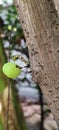 a photography of a green apple is stuck in a tree, pismires on a tree branch with a green apple in the middle. Royalty Free Stock Photo