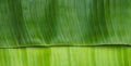 a photography of a green banana leaf with a very long thin strip of green, capitulum of a banana leaf with a green background