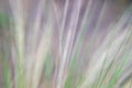 Photography of green and large plant leaves, grass type