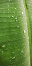 a photography of a green leaf with water droplets on it, banana leaf with water drops on it in the rain Royalty Free Stock Photo
