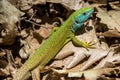 Photography of green lizard