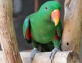 a photography of a green parrot sitting on a branch of a tree, macaw parrot sitting on a branch with a bright green beak Royalty Free Stock Photo