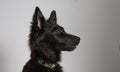 Photography of a groenendael dog Royalty Free Stock Photo