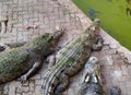 a photography of a group of alligators laying on a stone floor, crocodylus niloticuse crocodiles lay on the ground next to a pool