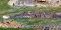 a photography of a group of alligators swimming in a body of water, crocodylus niloticusus in the water with a bird on its back