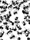 photography of a group of black ants