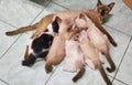 a photography of a group of cats laying on a tiled floor, there are four cats that are laying on the floor together