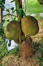 a photography of a group of jackfruits hanging from a tree, jackfruits are growing on the ground in the shade Royalty Free Stock Photo