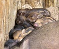 a photography of a group of pigs laying on top of each other, there are many small pigs that are huddled together in a pile