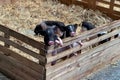 a photography of a group of pigs in a pen with hay, sus scrofas in a wooden box with straw and hay