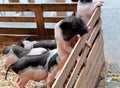 a photography of a group of pigs in a pen with hay, sus scrofas in a wooden crate with a baby pig