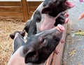 a photography of a group of pigs standing next to each other, sus scrofas are feeding pigs in a pen with straw