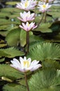 a photography of a group of water lillies in a pond, there are many water lillies in the pond with green leaves