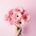 Photography of a hand holding flowers, Side View. Pink Gerbera Daisies Mauve Background. Woman holding pink fucsia gerbera flower Royalty Free Stock Photo