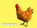 Photography of hen, chicken Gallus gallus domesticus