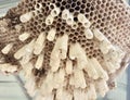 a photography of a honeycomb with a bunch of bees in it, honeycombs are arranged in a pattern on a piece of paper Royalty Free Stock Photo