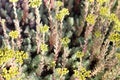 Crassulaceae in a garden. Plants at the ground in the summer.