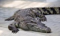 a photography of a large alligator laying on a brick walkway, crocodylus niloticus, a large crocodile with a very long snout