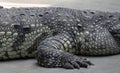 a photography of a large alligator laying on the ground, crocodylus niloticus, a large crocodile with a very long snout