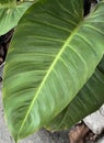 a photography of a large green leaf on a rock, flowerpot with a green leaf on a sidewalk next to a rock