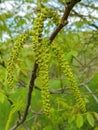 Large male walnut flower filled with pollen