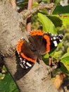 Large red admiral butterfly resting on a branch Royalty Free Stock Photo