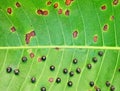 a photography of a leaf with a lot of bugs on it, pismires on a leaf with brown spots Royalty Free Stock Photo