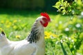 Light sussex hen free range, in a field on a sunny day