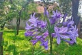 Photography of lily of the Nile, or African lily Agapanthus flowers in garden