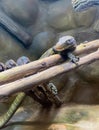 a photography of a lizard sitting on a branch in a zoo, iguana iguana lizards are sitting on a branch in a zoo enclosure