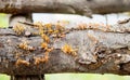 a photography of a log with a bunch of tiny orange bugs on it, pismires of orange and black ants on a log Royalty Free Stock Photo