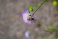 Photography of a lonely sfere flower on which an insect sits and drinks nectar. Blurred background seems like asphalt Royalty Free Stock Photo