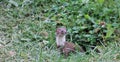 Long-tailed weasel on grass during summer