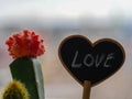 Love sign near a red bulbed cactus photography Royalty Free Stock Photo