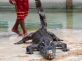 a photography of a man walking past a large alligator in a pool Royalty Free Stock Photo