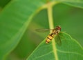 Photography of marmalade hoverfly Episyrphus balteatus