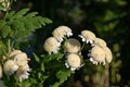 Photography of Matricaria eximia flowers