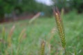 Photography of meadow barley Hordeum brachyantherum