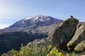 Mount Kilimanjaro, Tanzania, the highest mountain of Africa covered with ice. Flowers and rocks with black crow in the foreground.