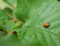 Photography of multicolored Asian ladybug Harmonia axyridis