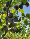 Black amber plums with blue sky on background