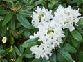 White ericaceae flowers closeup