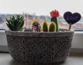 Cactus plants positioned in an ornamented pot near the window