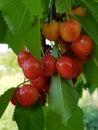 Cherries bathing in the sun, getting ripe