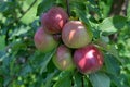 Fresh organic red apples on a branch Royalty Free Stock Photo