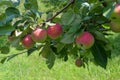 Large red apples on a branch Royalty Free Stock Photo